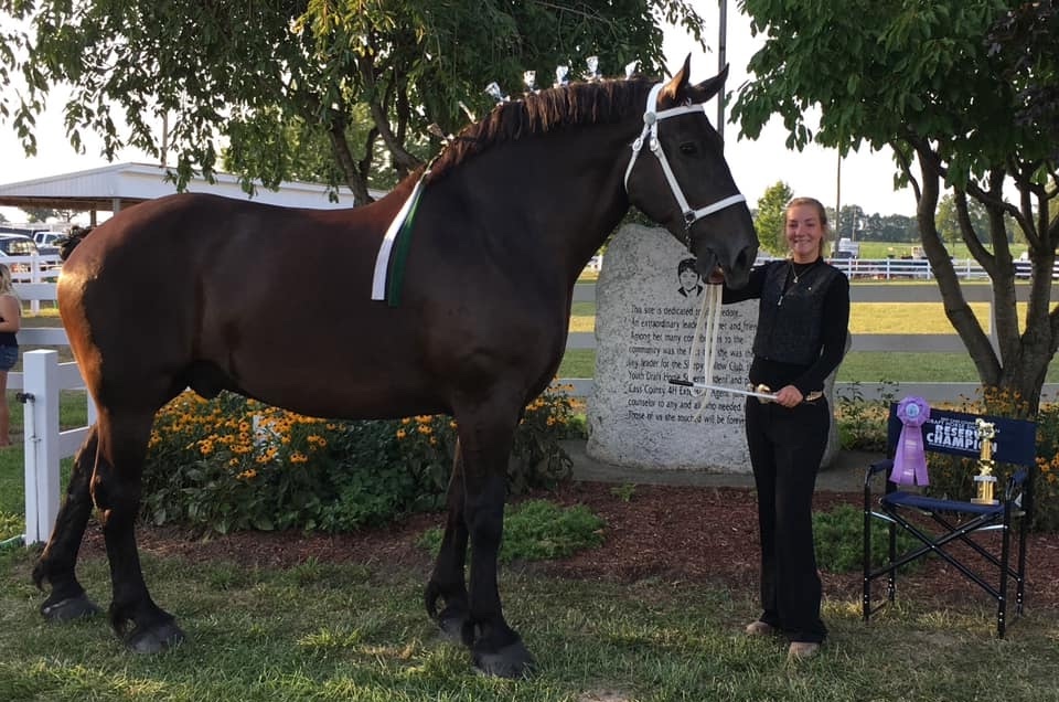 Girl and brown draft horse