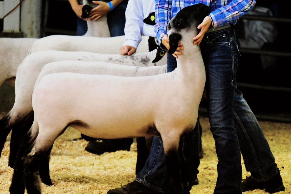Sheep